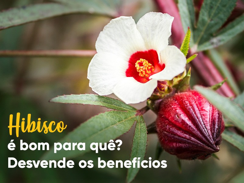 Hibisco  bom para qu? Desvende os benefcios!